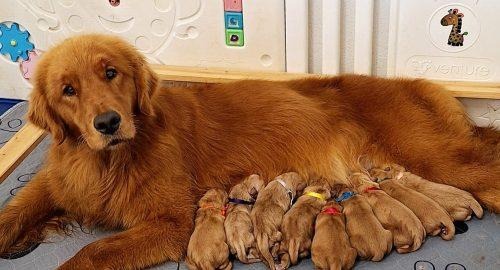 Sono nati i cuccioli di Ambra x Marley